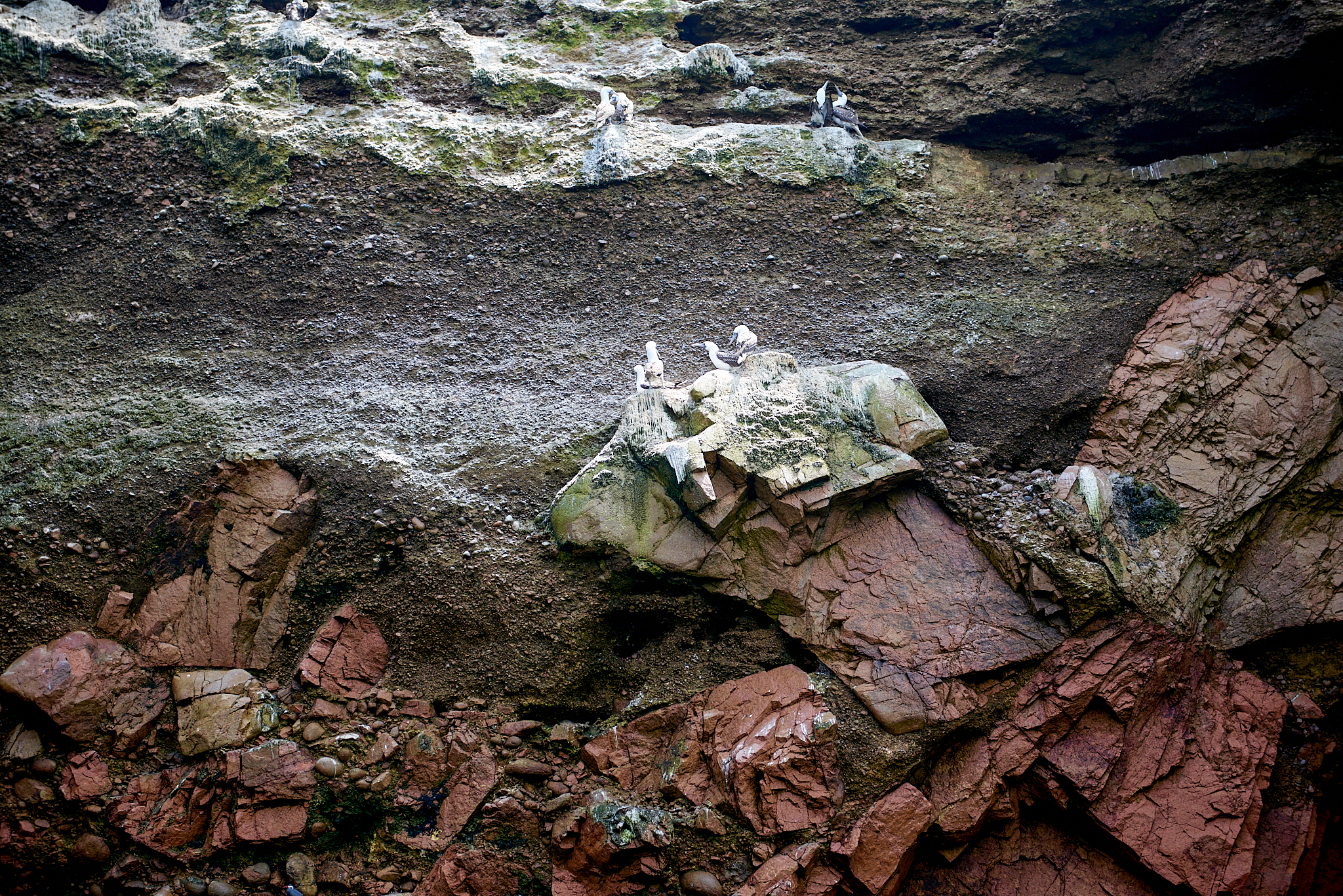 20200304 111 [페루] 바예스타섬